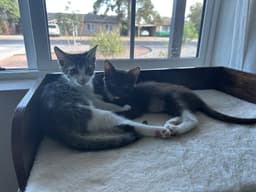 Herman Bonded With Cinnamon image 3
