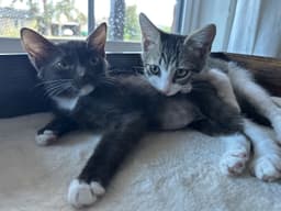 Herman Bonded With Cinnamon image 4