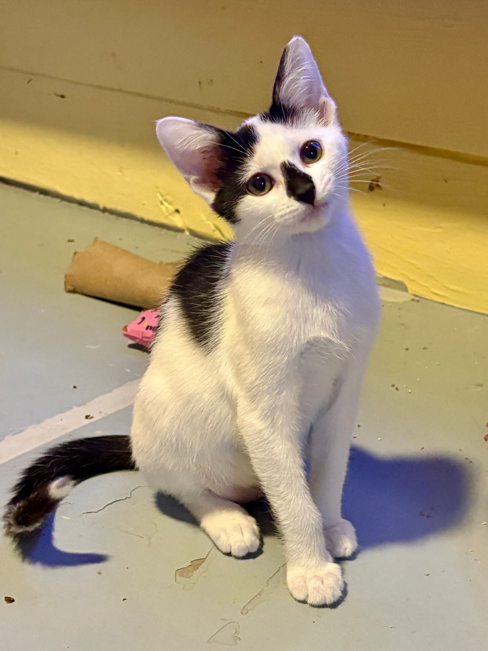 Zazu - Domestic Short Hair