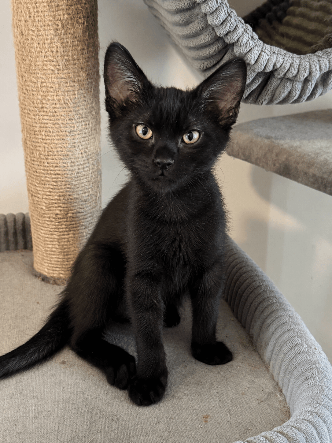 Pumba - Domestic Short Hair