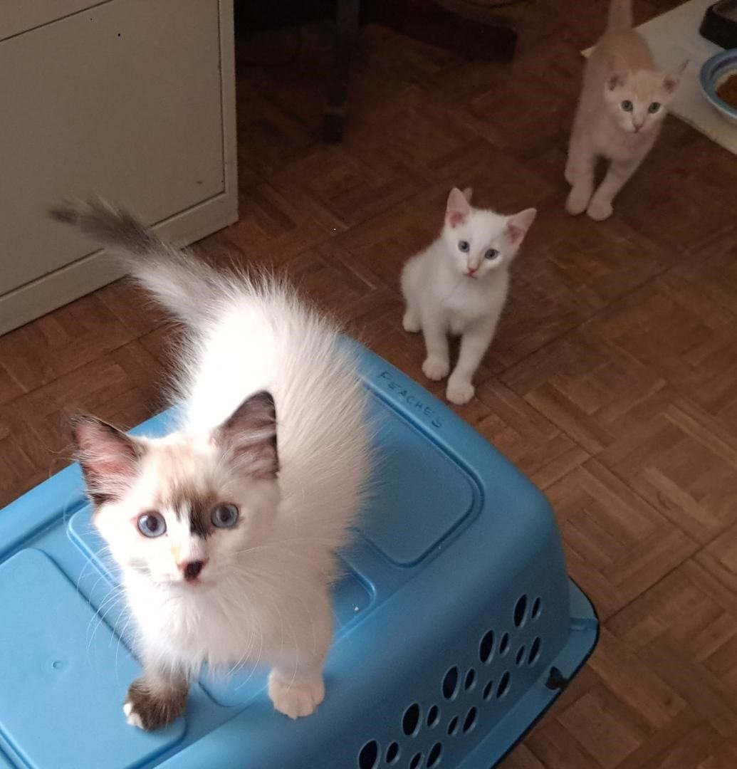 Ashton - Siamese