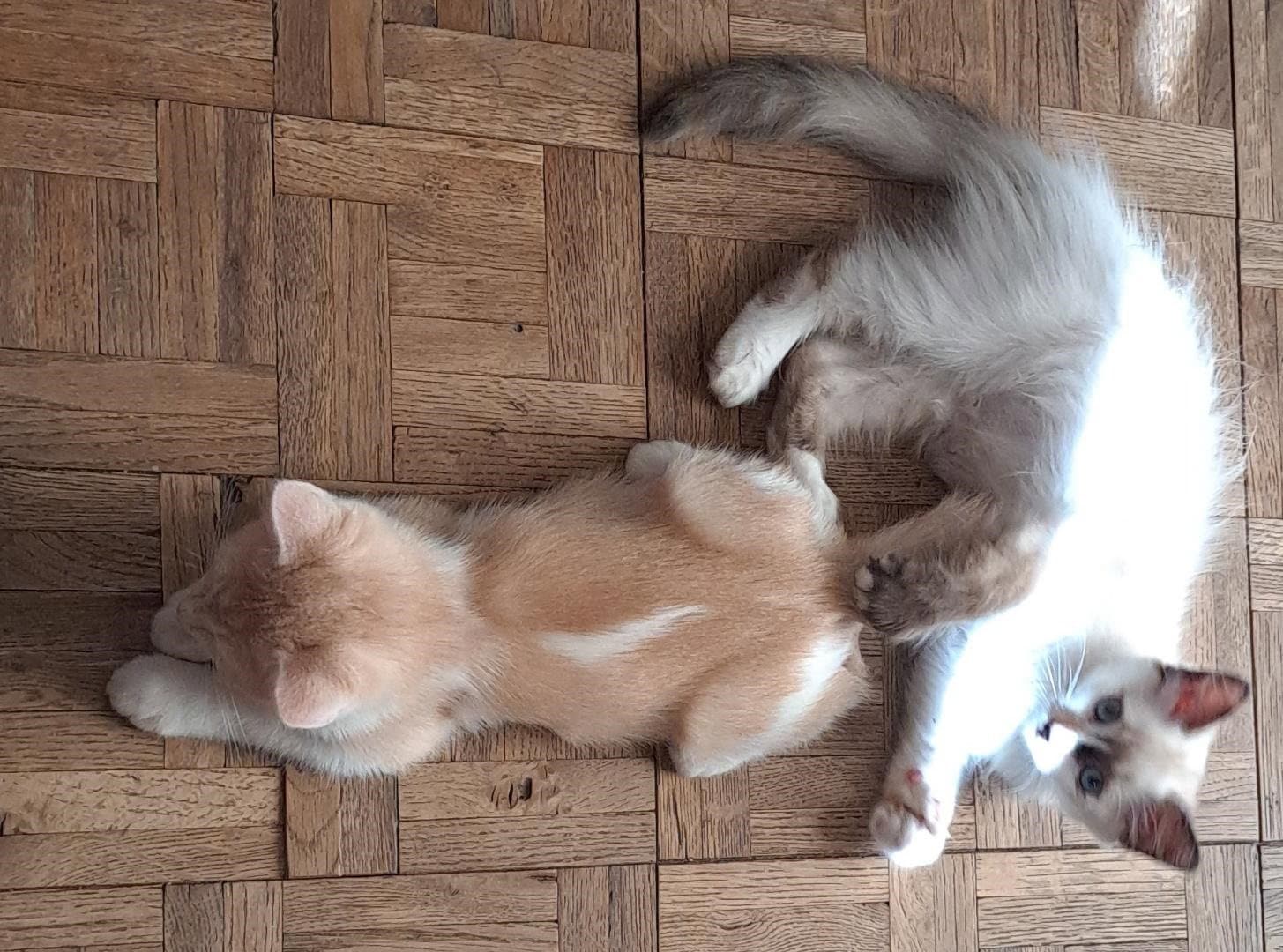 Bolt - Domestic Short Hair