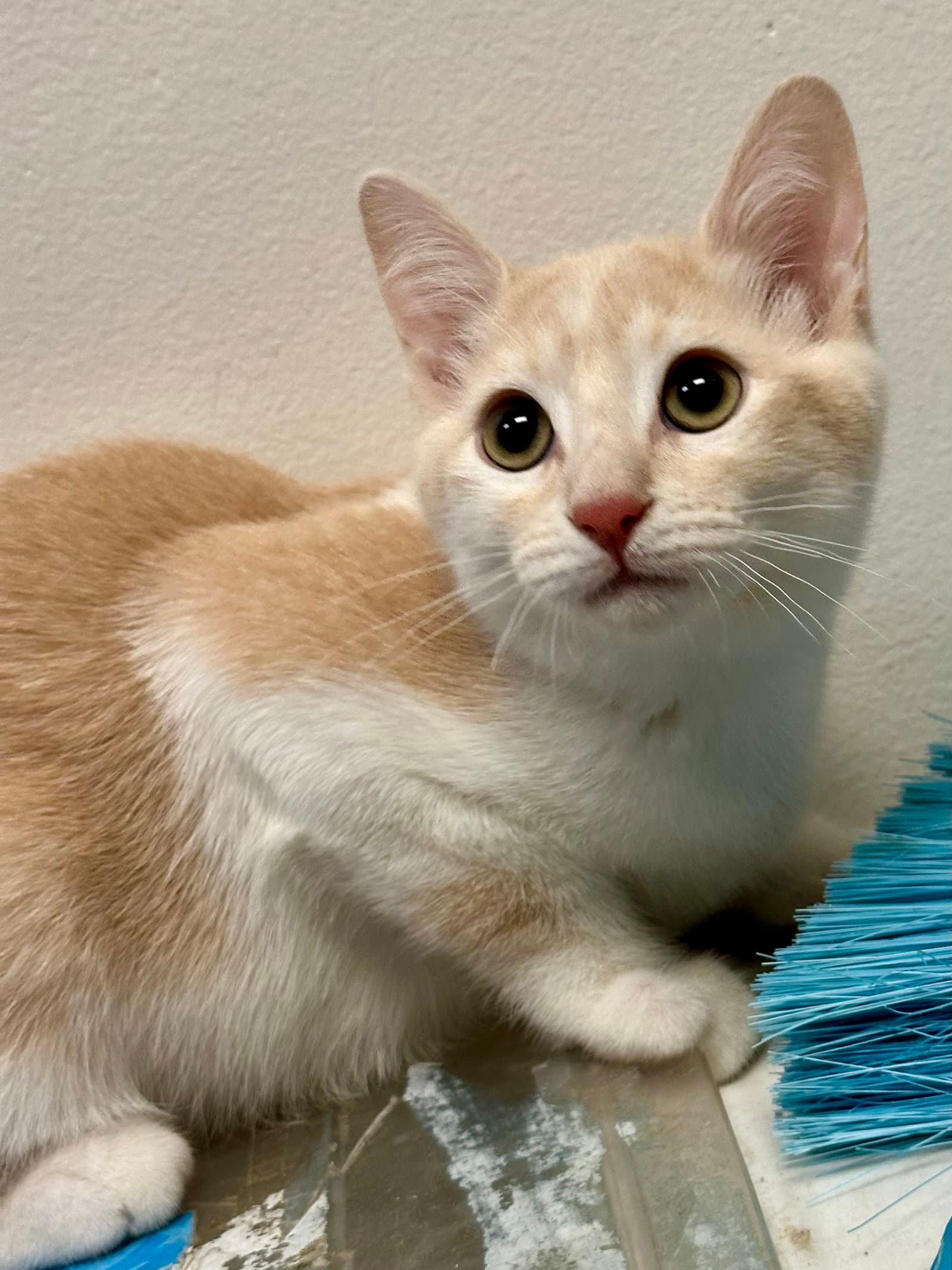 Bolt - Domestic Short Hair