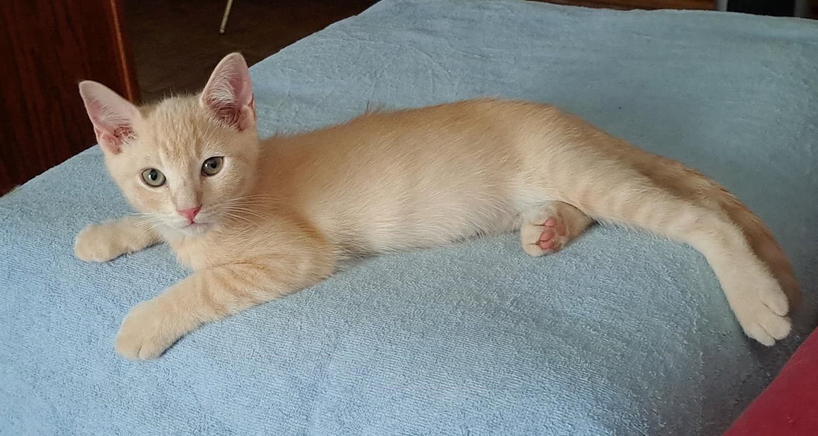 Julius - Domestic Short Hair