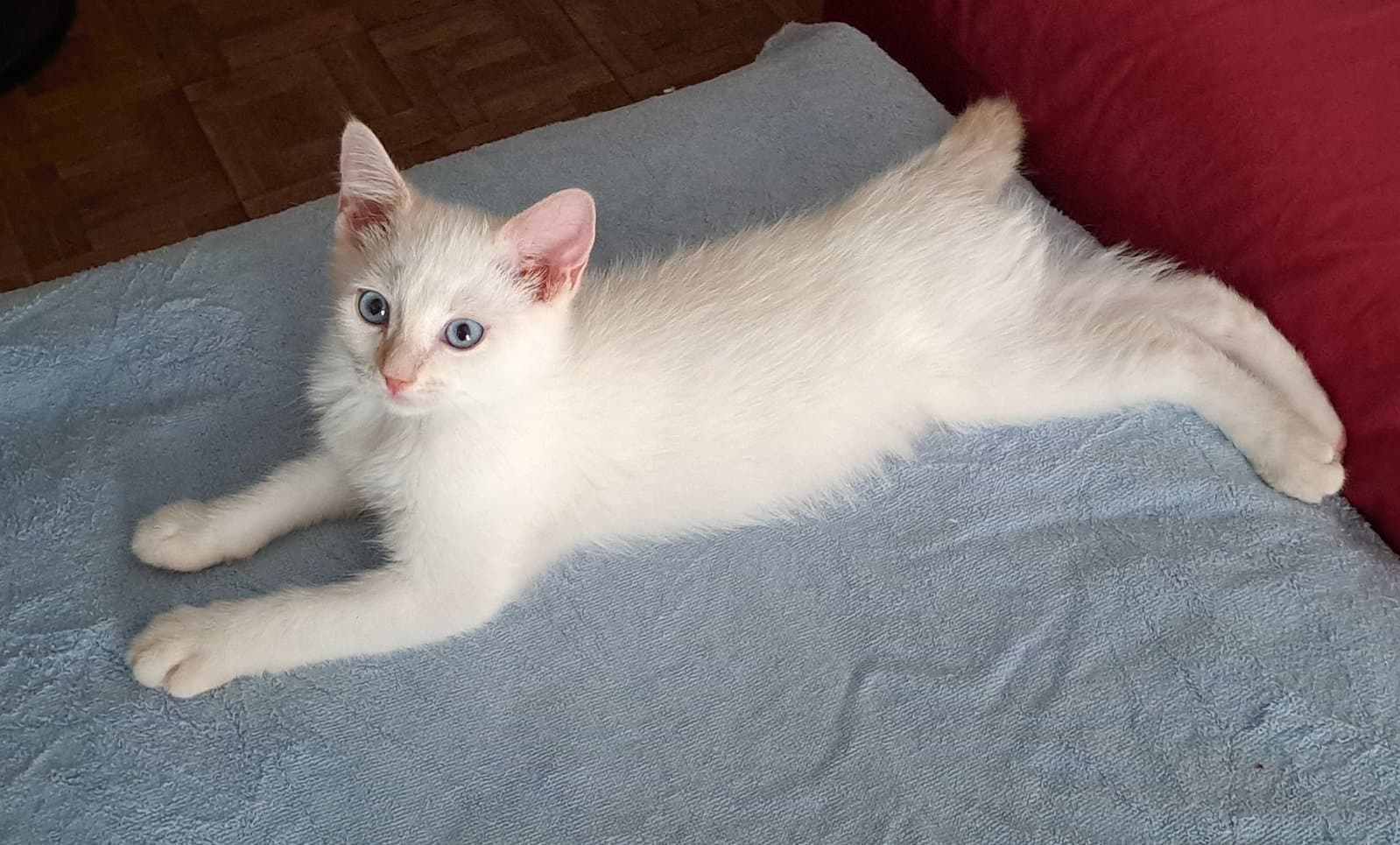 Nimbus - Siamese