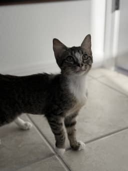 Kika image 1