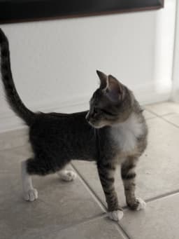 Kika image 2