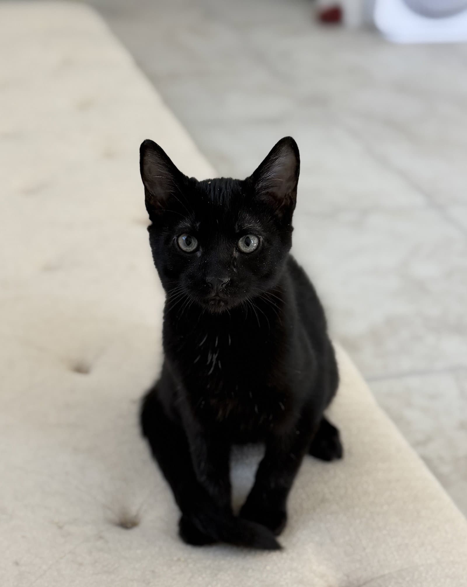 Christiano - Domestic Short Hair