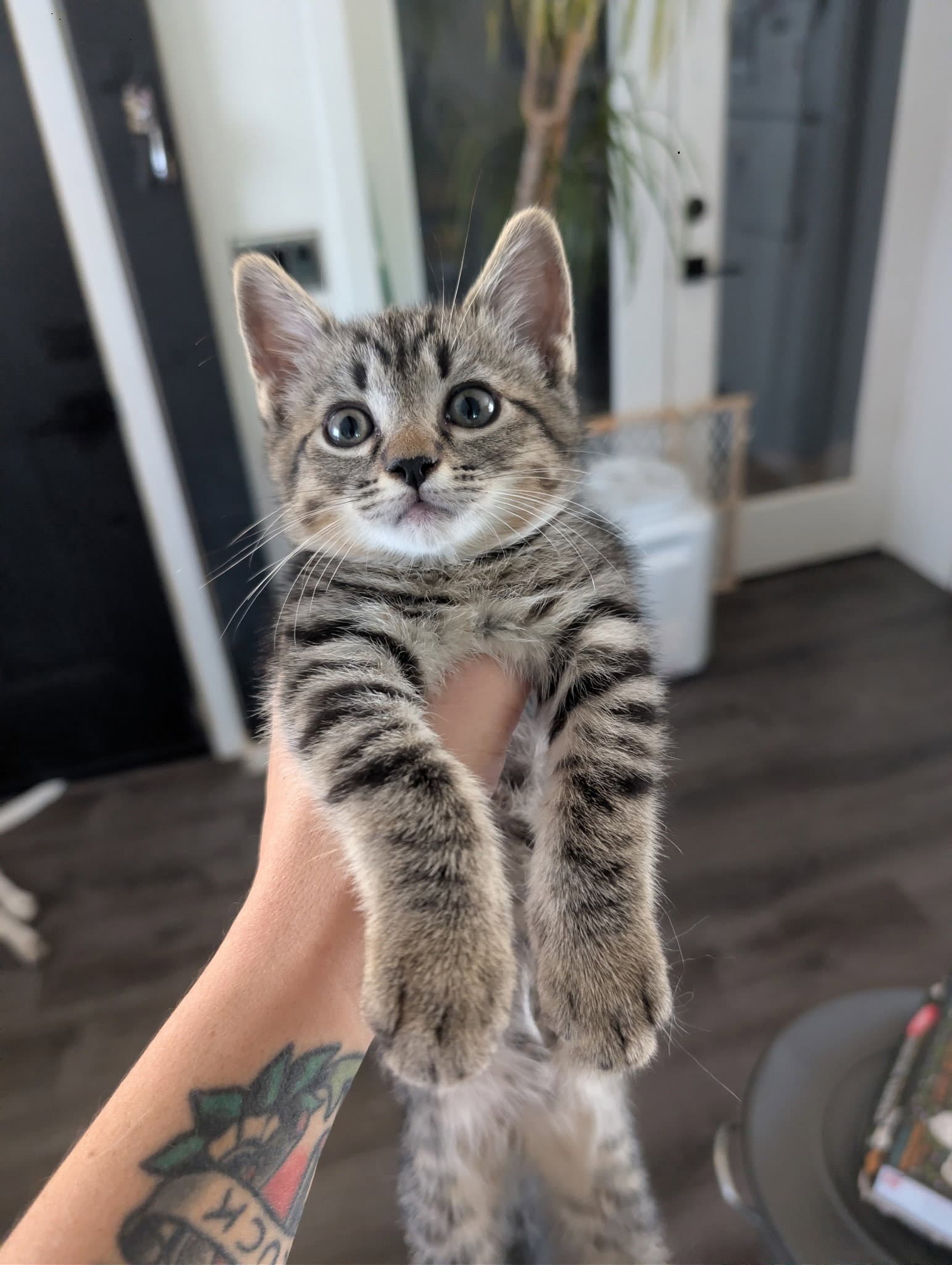 Indy - Domestic Short Hair