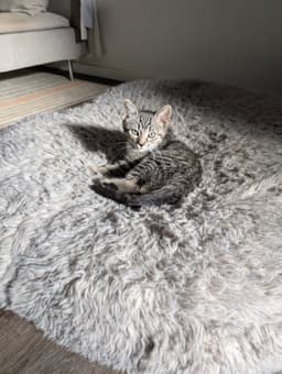 Indy image 4