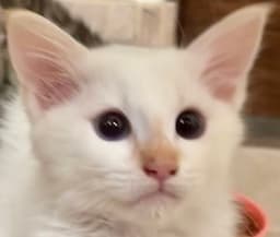 Salt image 2