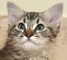 Pepper image 2