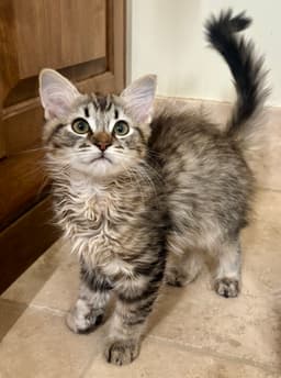 Pepper image 1