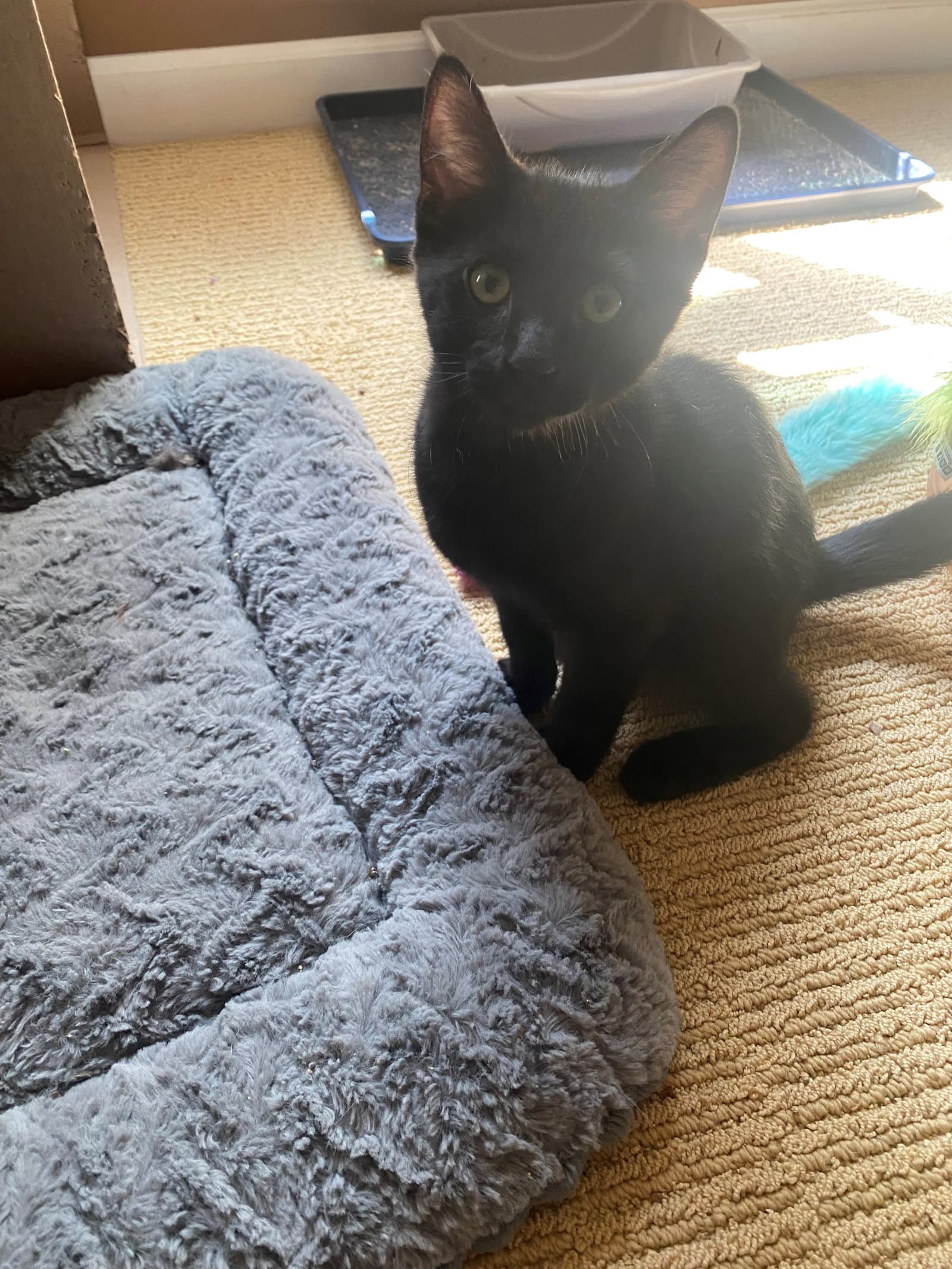 Jett - Domestic Short Hair