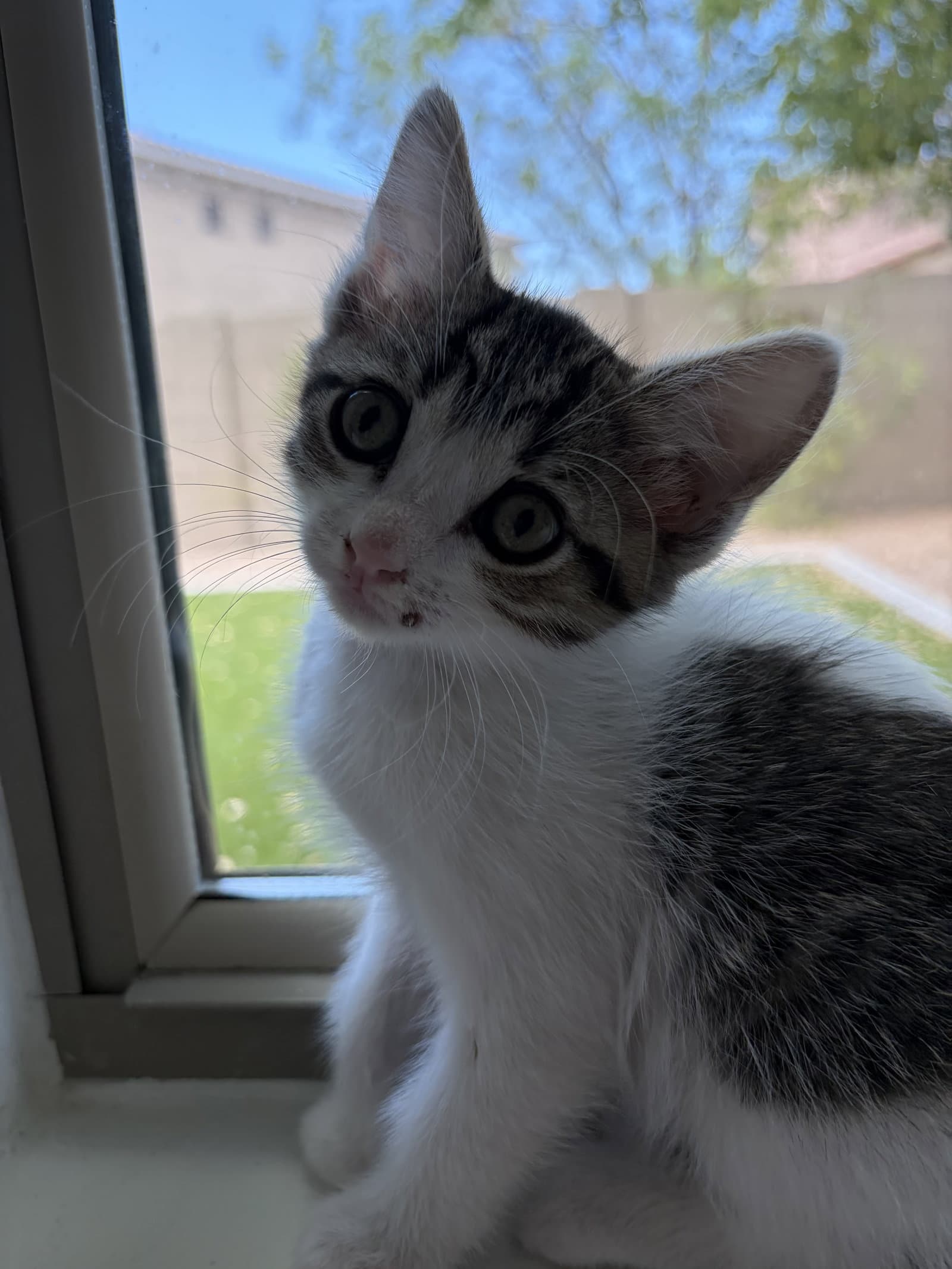 Summer - Tabby