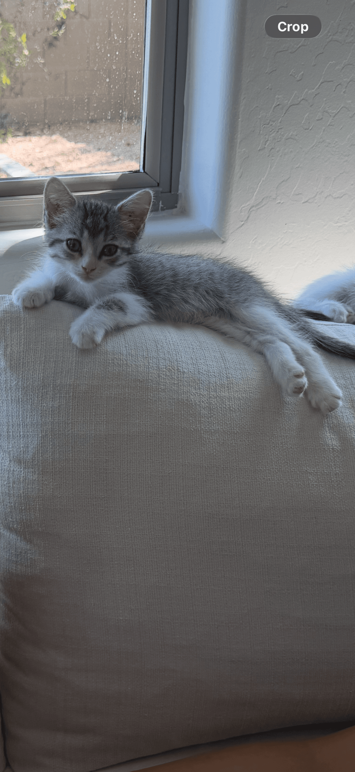 Poppy - Tabby