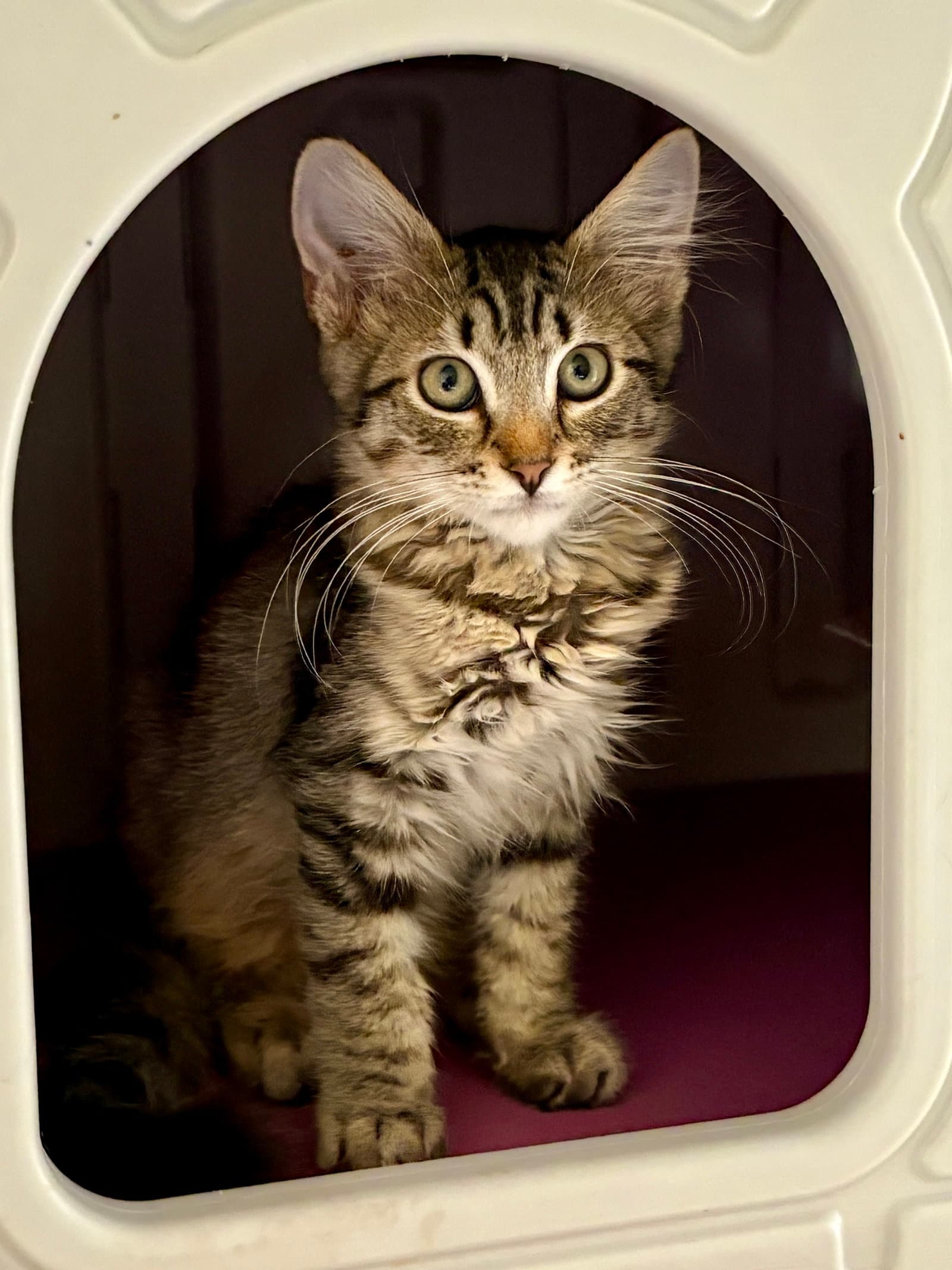 Oak - Domestic Medium Hair