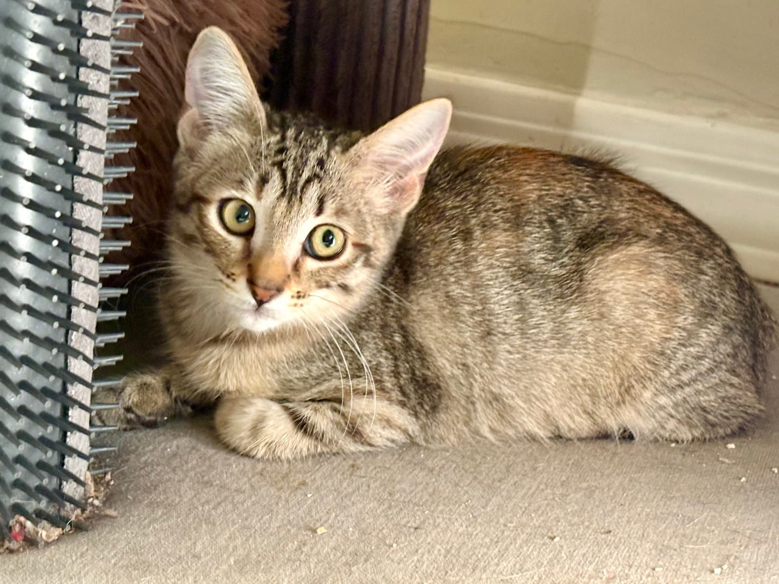 Willow - Domestic Short Hair