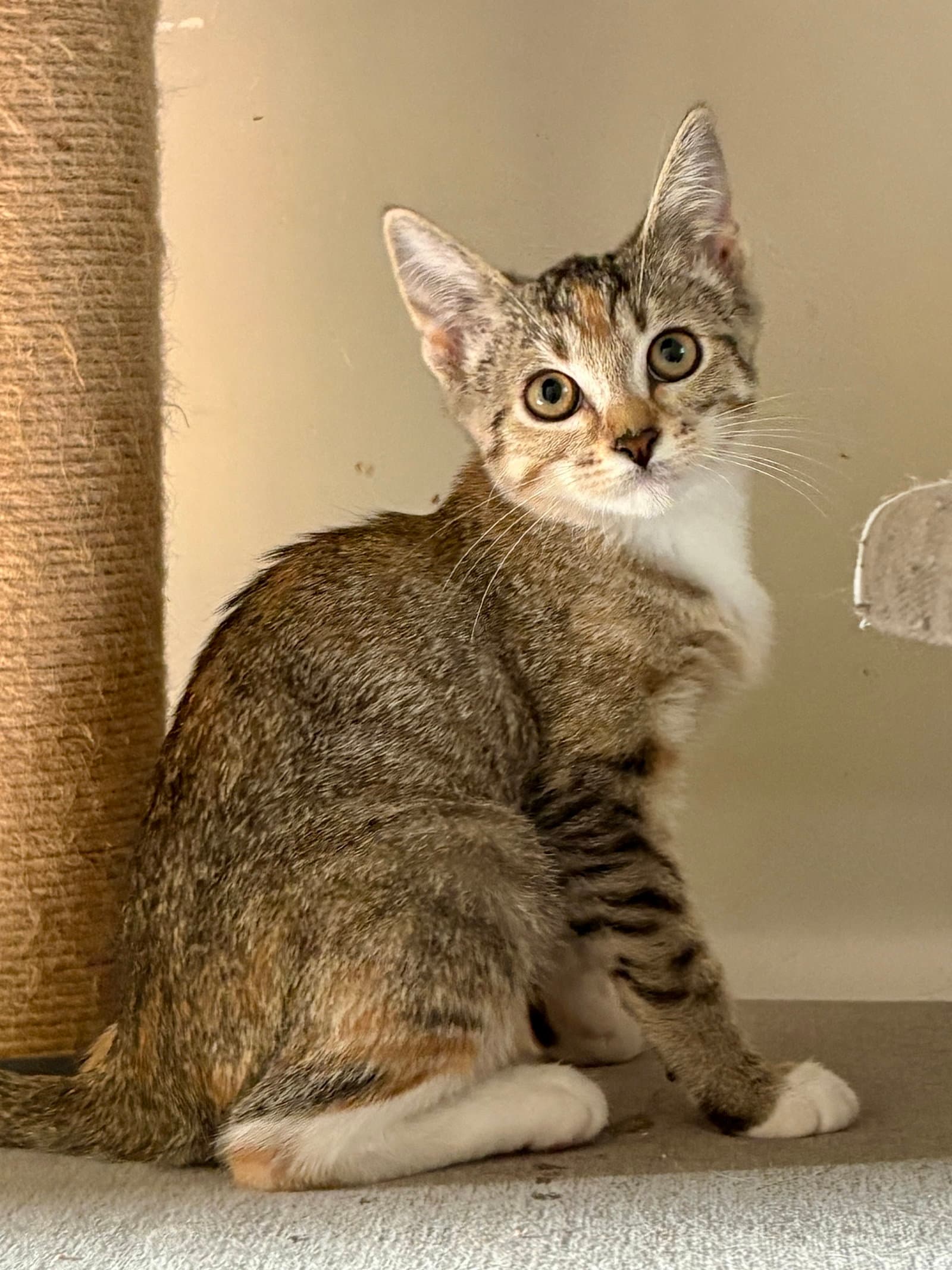 Palm - Domestic Short Hair