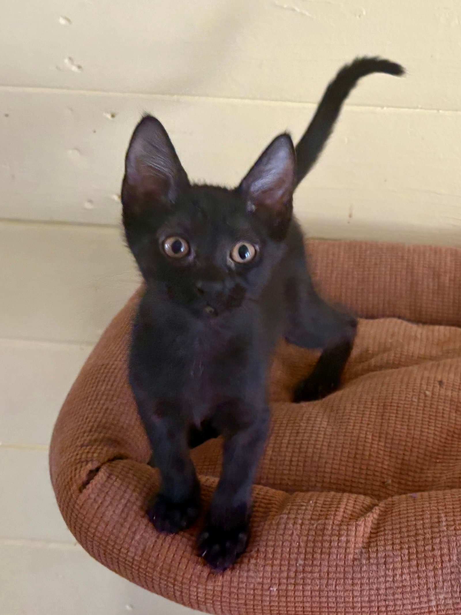 Bo Peep - Domestic Short Hair