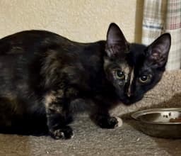 Indiana image 1