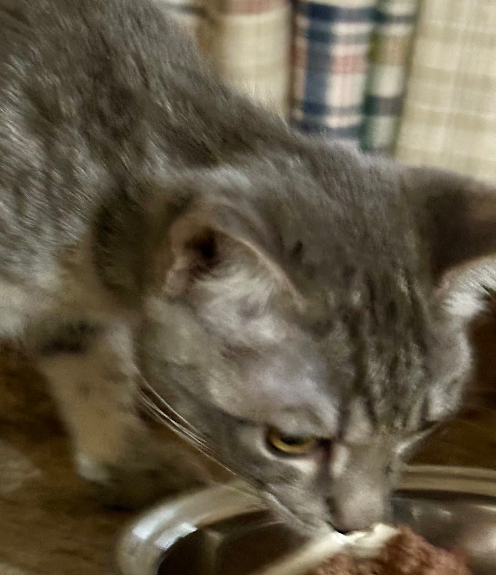 Carolina - Domestic Short Hair