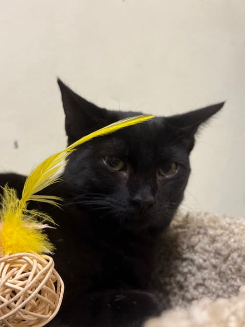 Arizona - Domestic Short Hair