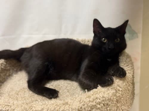 Oklahoma - Domestic Short Hair