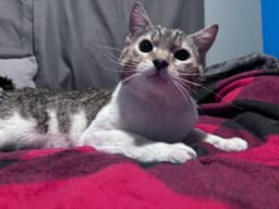 Buddy image 1
