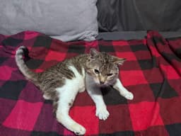 Buddy image 3