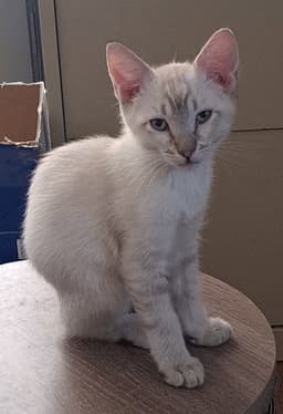 Koa image 1