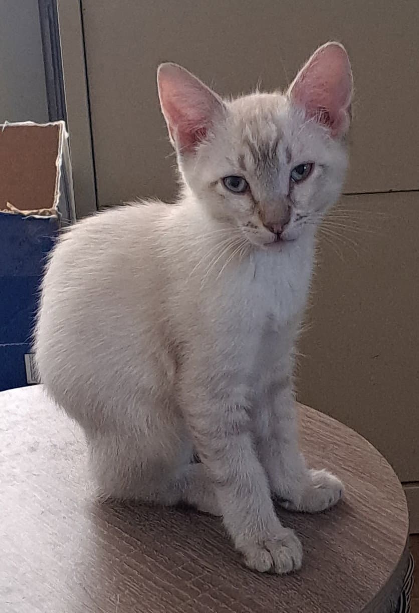 Koa - Siamese