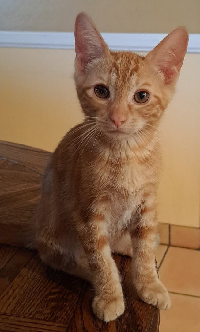 Toby - Tabby