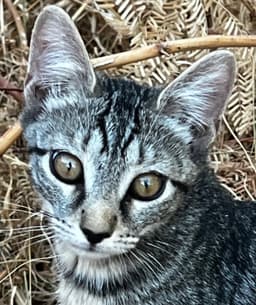 Amalia image 1