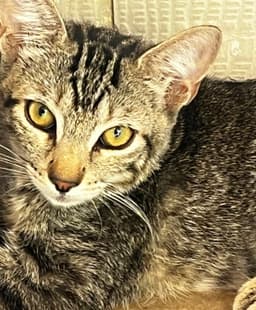 Emilia image 1