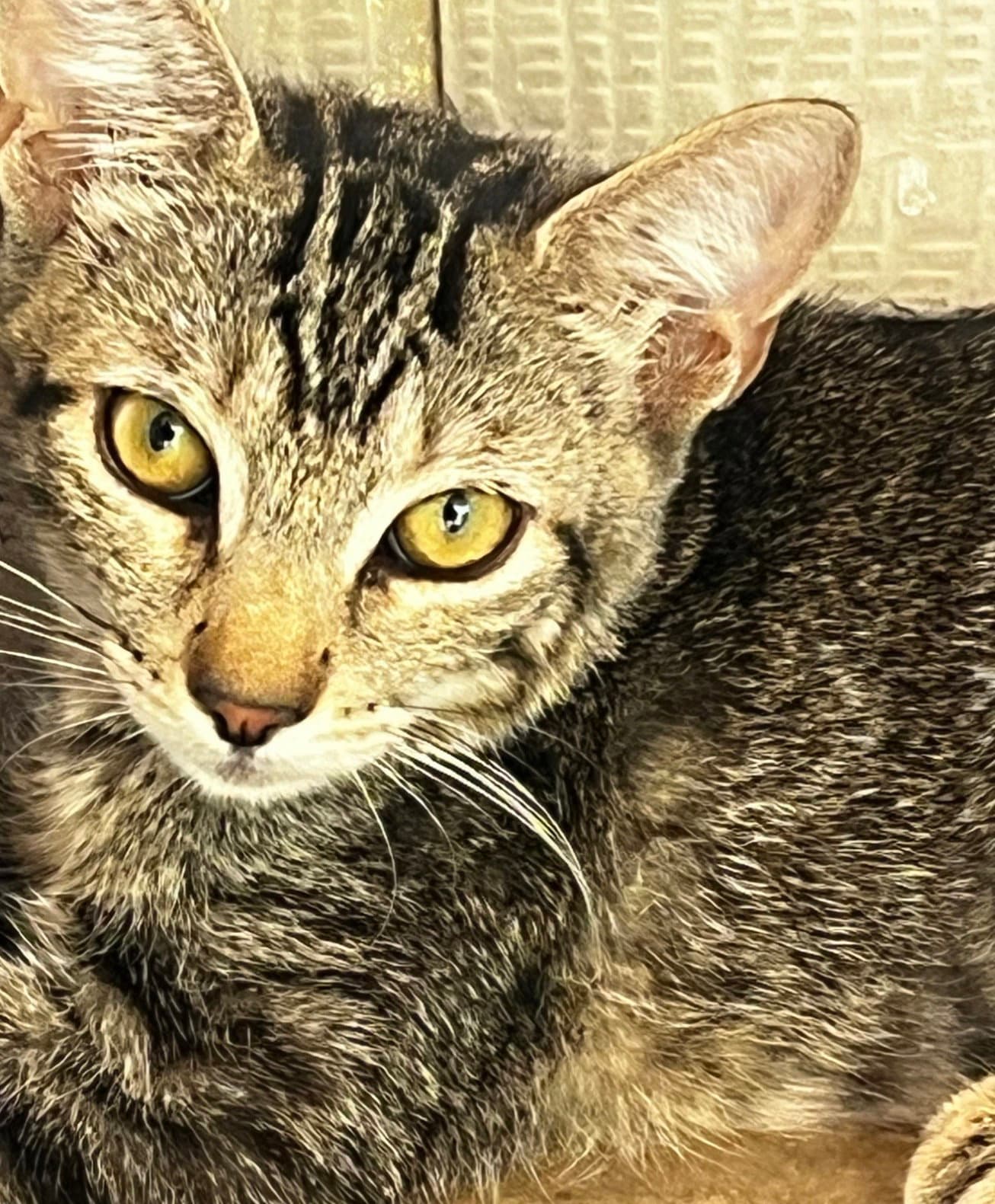 Emilia - Domestic Short Hair