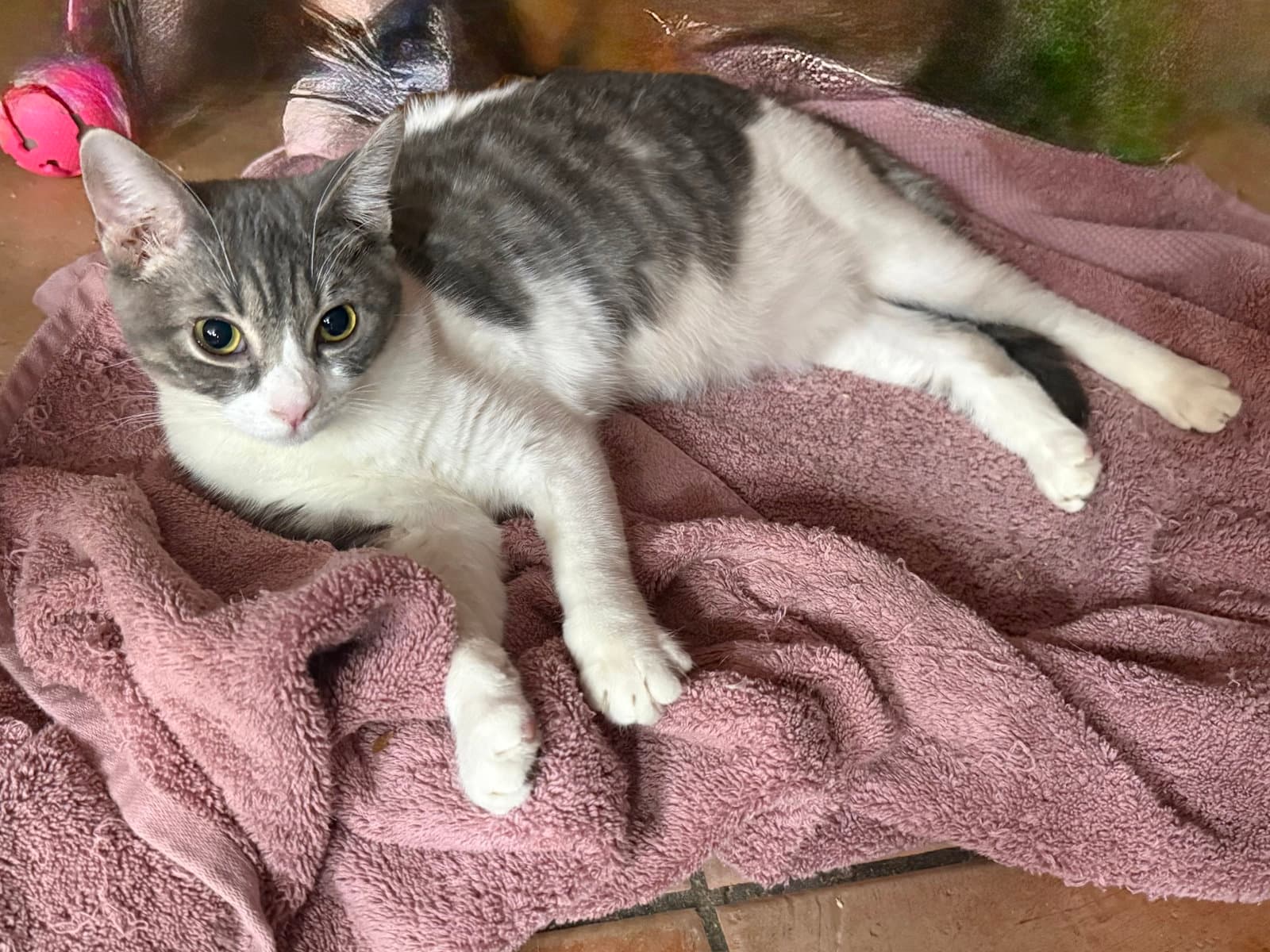 Eirene - Tabby
