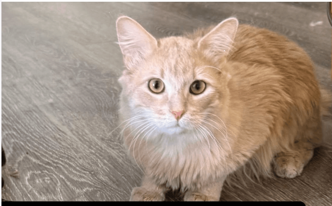 Tuna Bonded With Bunny