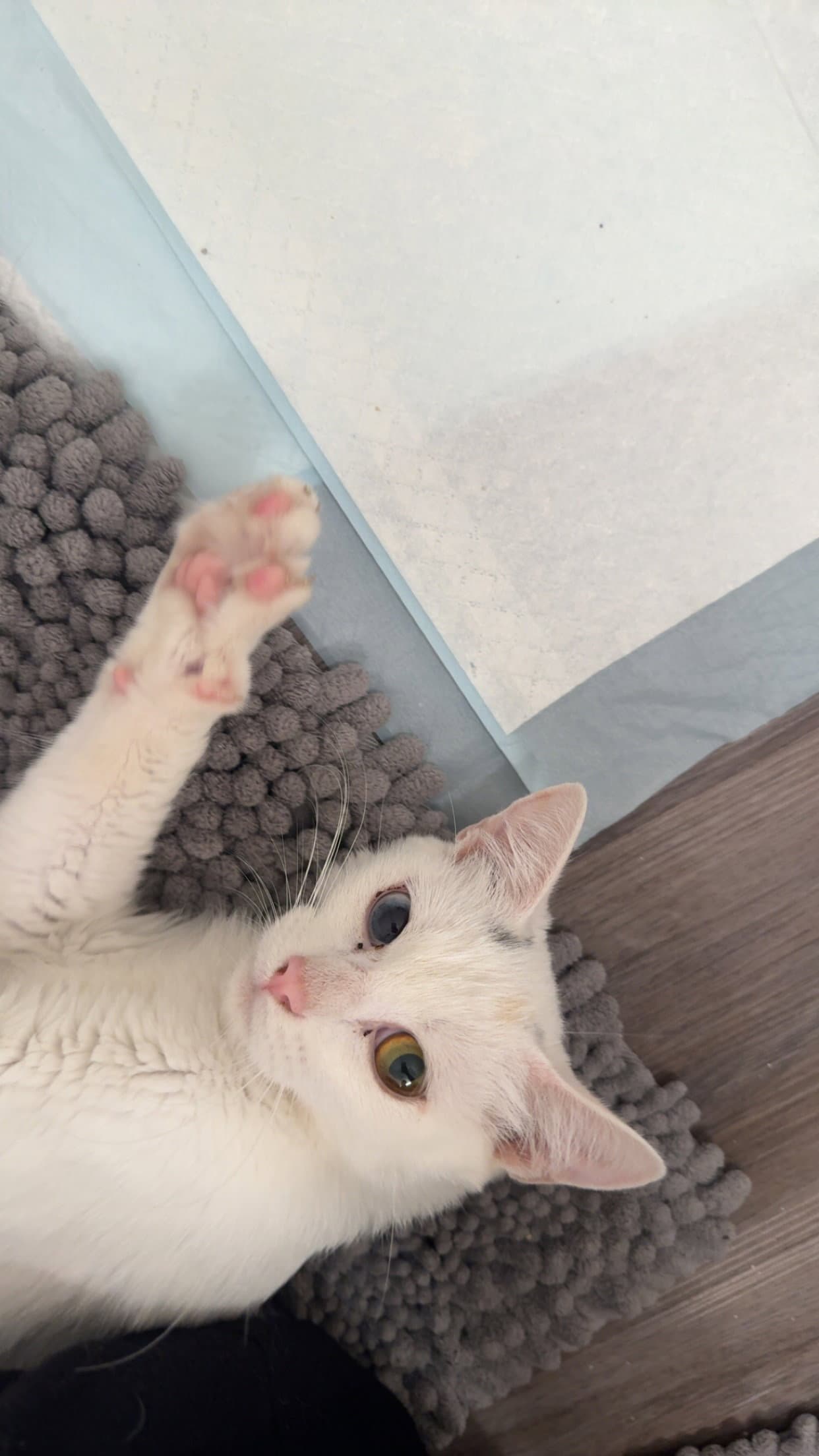 Bunny Bonded With Tuna - Domestic Short Hair