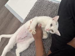 Bunny Bonded With Tuna image 2
