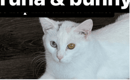 Bunny Bonded With Tuna image 3