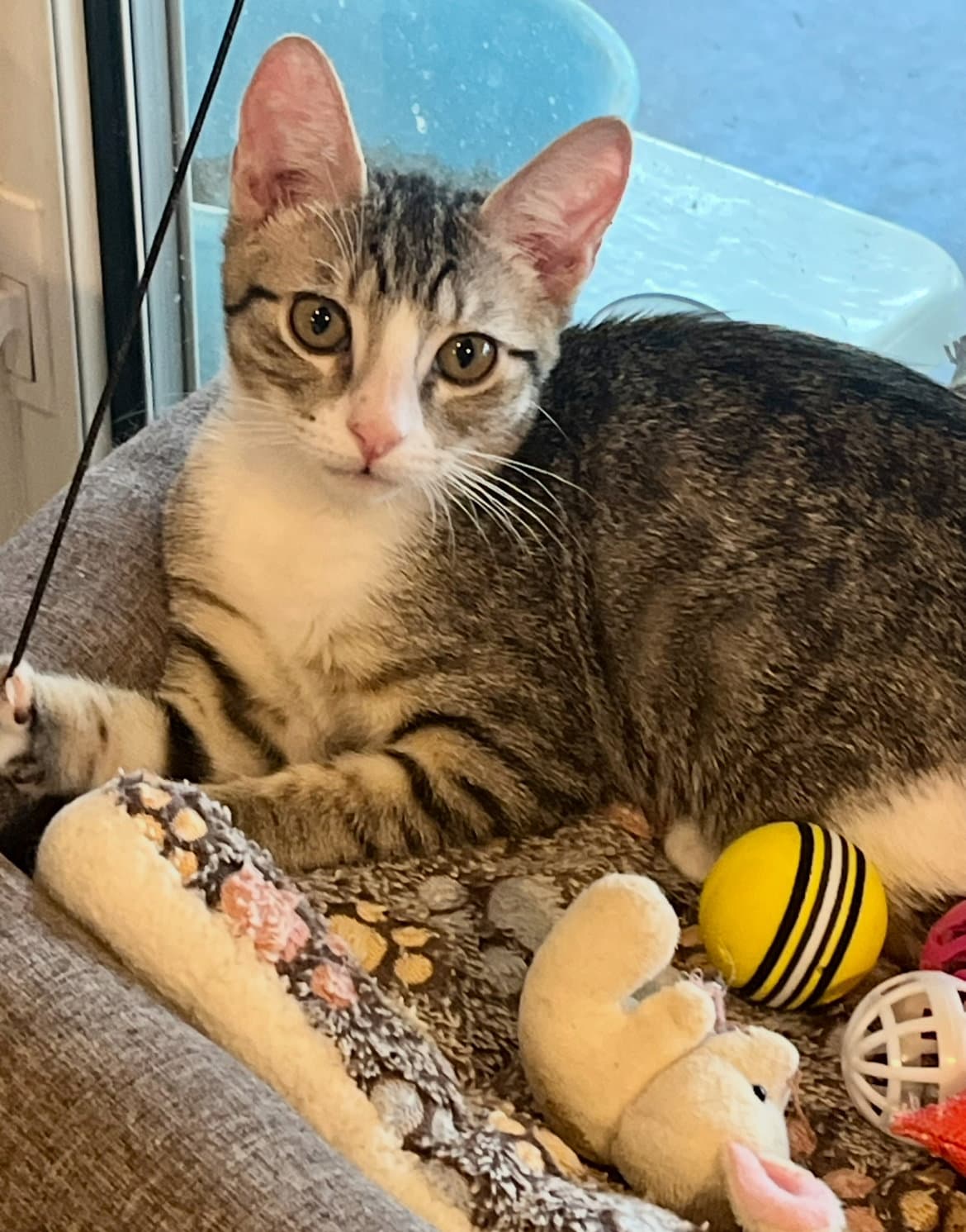 Freeda - Domestic Short Hair