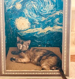 Stormie image 1