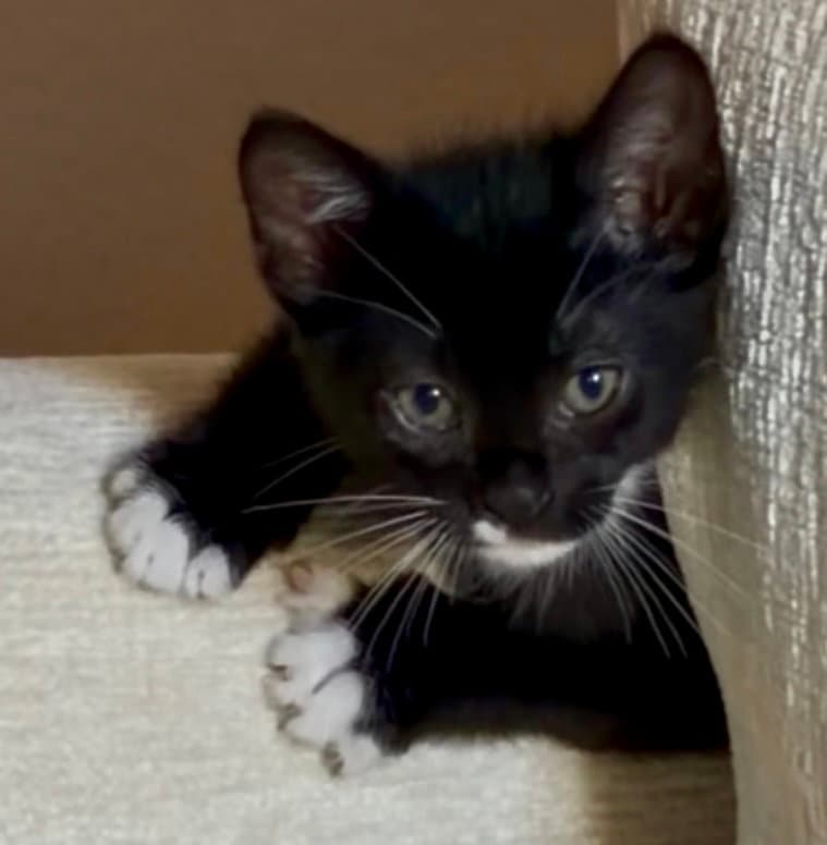 Ollie - Tuxedo