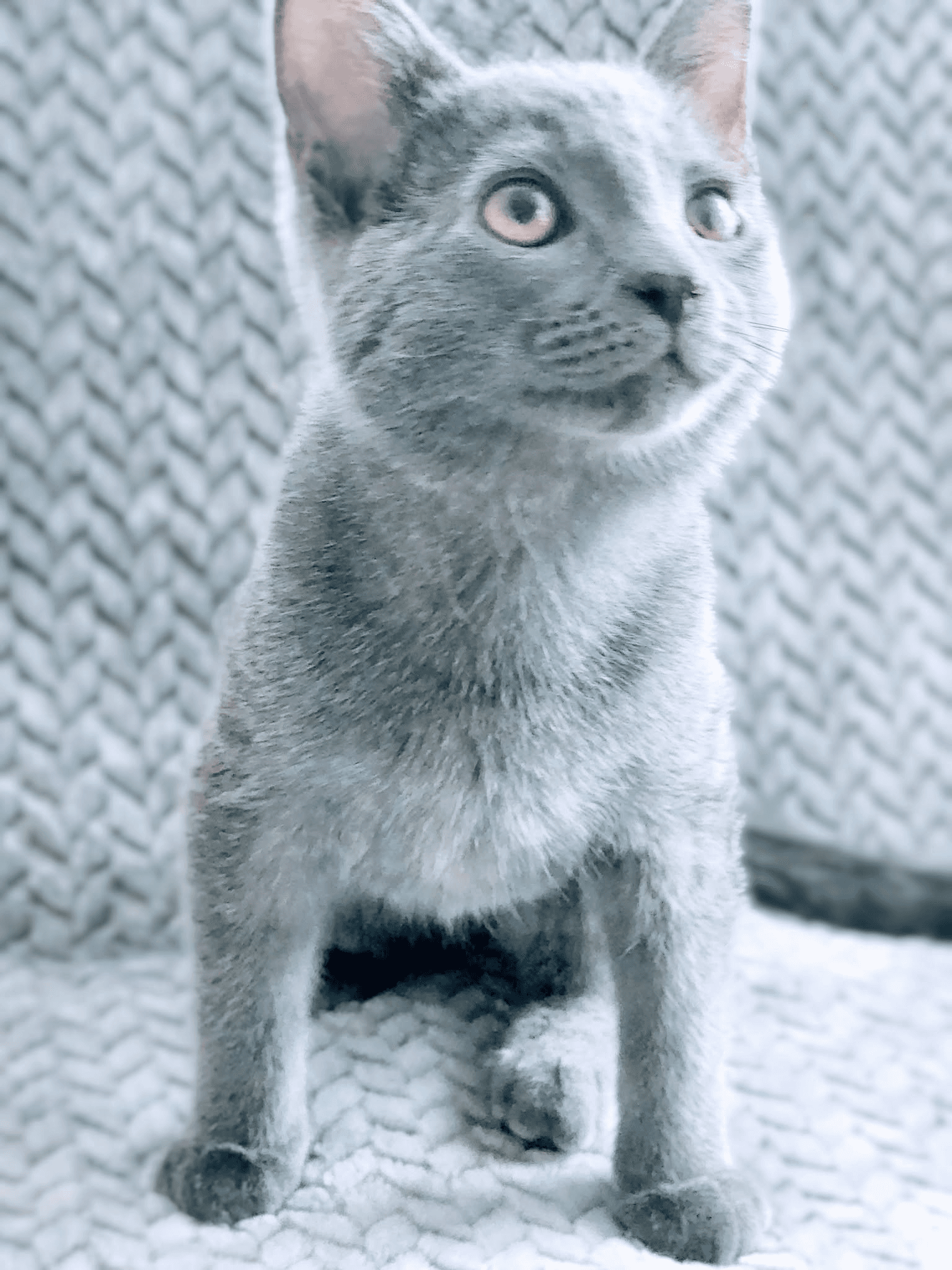 Scooter Bonded With Tooter - Russian Blue