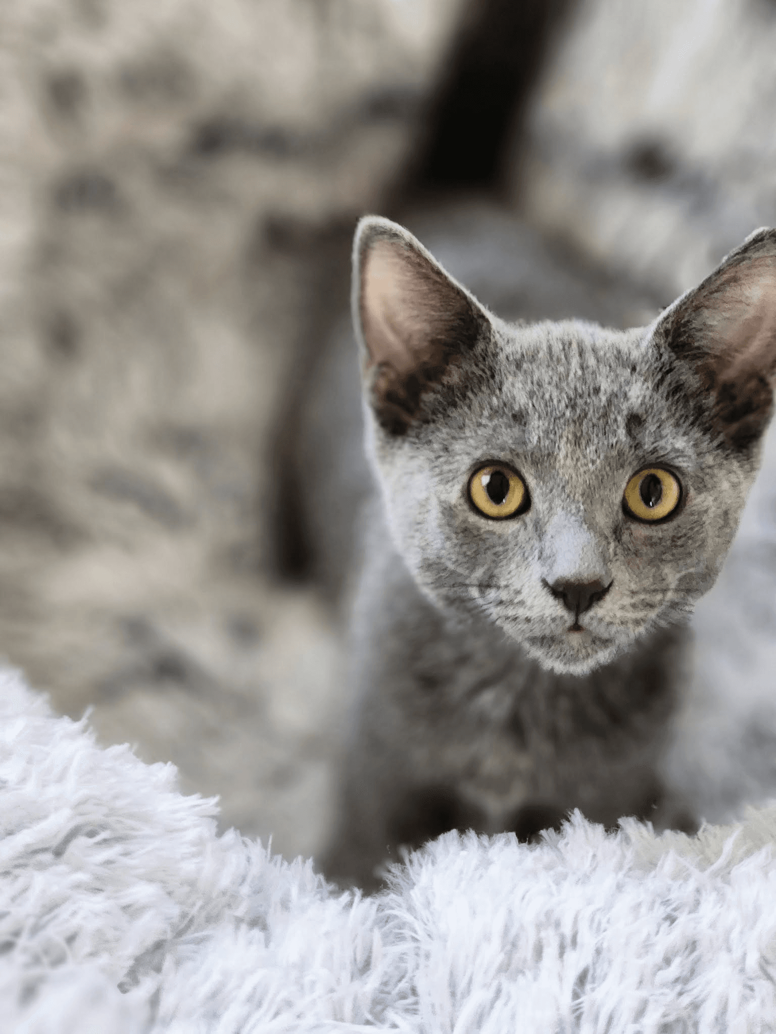 Tooter Bonded To Scooter - Russian Blue