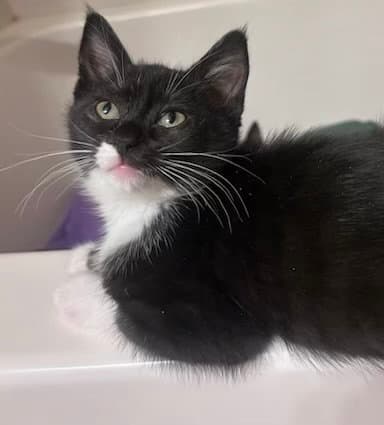 Ivy - Tuxedo