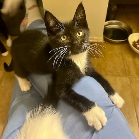 Nettle - Tuxedo