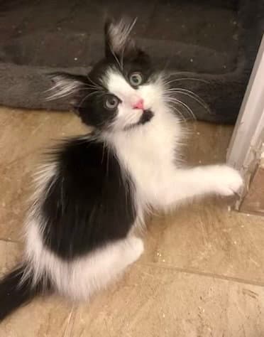Thistle - Maine Coon