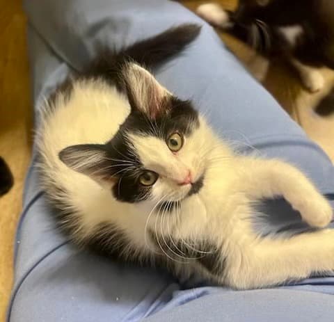 Dandelion - Maine Coon